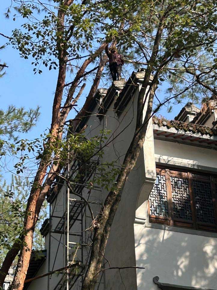 排除隱患，國資公司砍樹解民憂