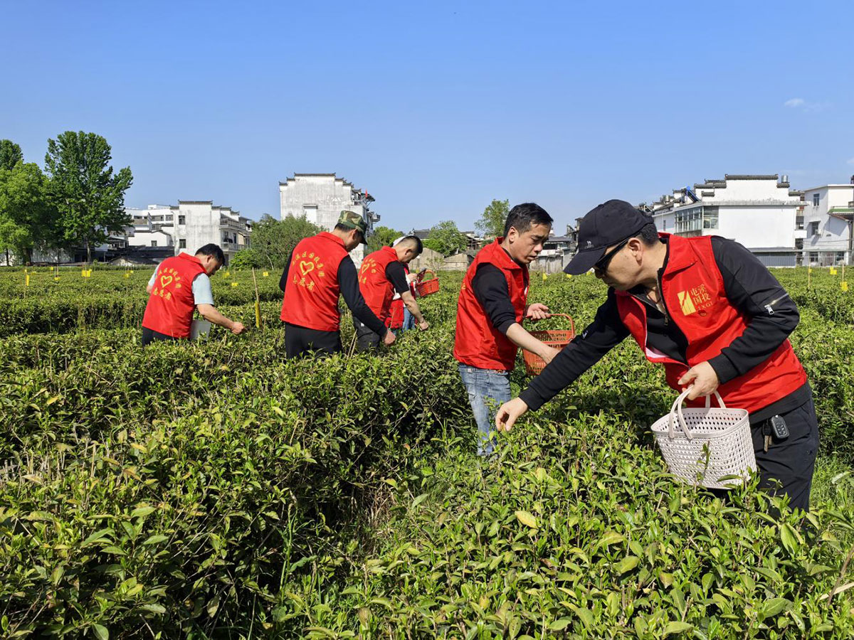 昱城產(chǎn)投公司黨支部開展“茶香潤(rùn)初心，黨旗映茶園”主題黨日活動(dòng)