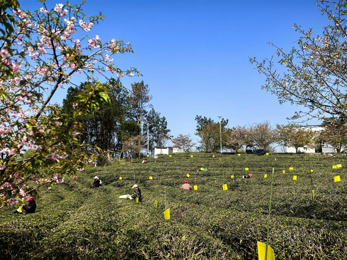 屯溪實驗茶場：插放粘蟲黃板 護(hù)航綠色茶園