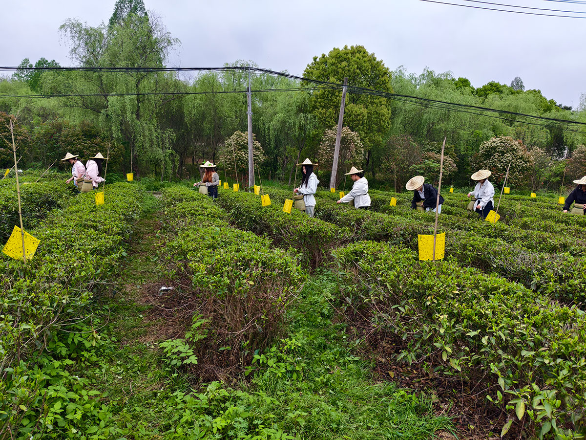 知行共踐 產(chǎn)教融合-黃山職業(yè)技術(shù)學(xué)院學(xué)生走進(jìn)實(shí)驗(yàn)茶場(chǎng)開(kāi)展制茶實(shí)踐活動(dòng)